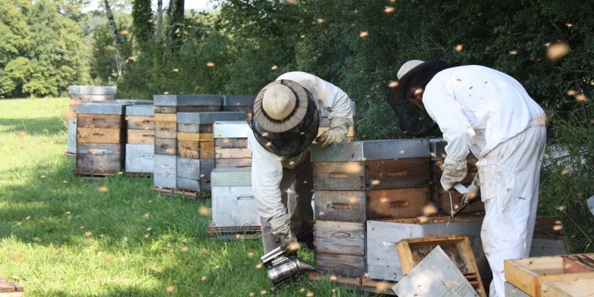 «اتحاد منتجي العسل» ينضم إلى «جناح فرنسا» في إكسبو 2020 دبي
