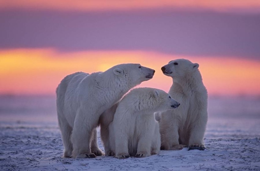 الدببة القطبية تعوض نقص الفقمات بتناول «بيض البط»