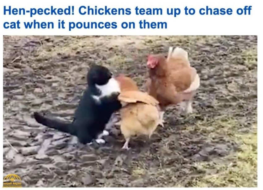 بالفيديو.. دجاج يتوحد لوقف اعتداء قط مشاكس
