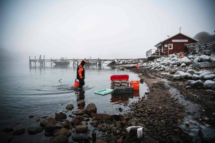 سويدية تغوص في جليد أرخبيل غريبستاد بحثاً عن المحار البري