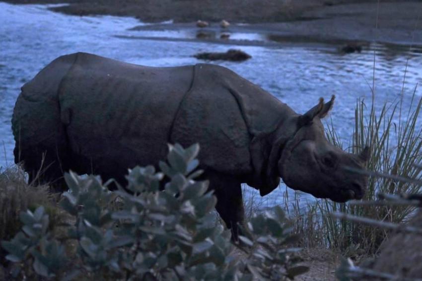 ارتفاع أعداد حيوانات وحيد القرن في نيبال