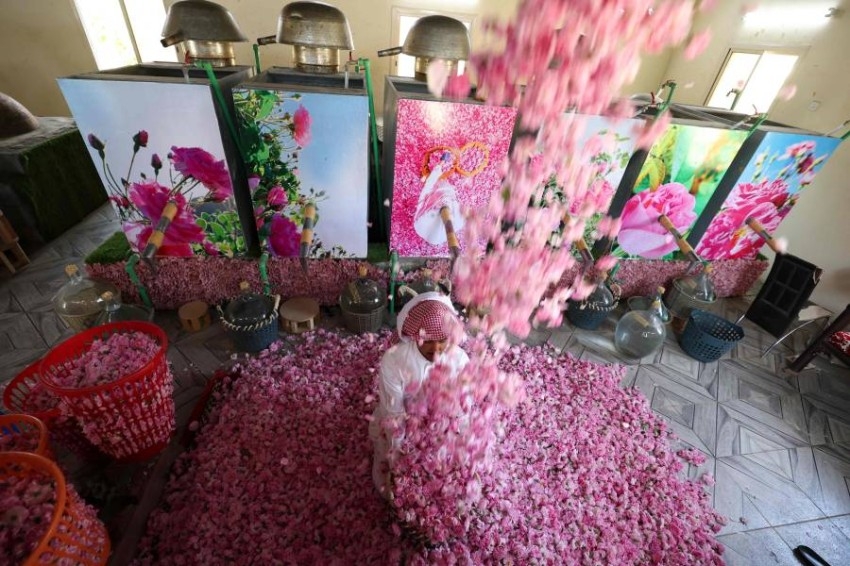 الورود تحول صحراء الطائف إلى جنة زاهية في رمضان