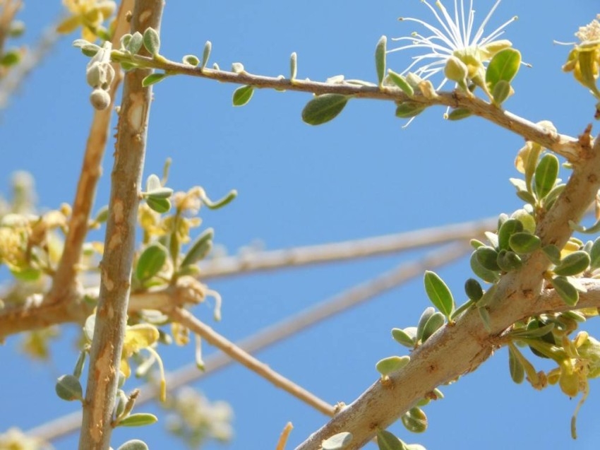 هيئة البيئة تنجح بزراعة أشجار «السرح» ضمن بيئاتها الطبيعية في أبوظبي