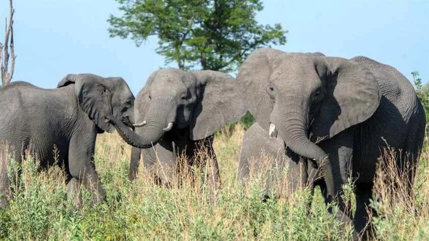 مقتل صياد تحت أقدام قطيع فيلة في جنوب أفريقيا