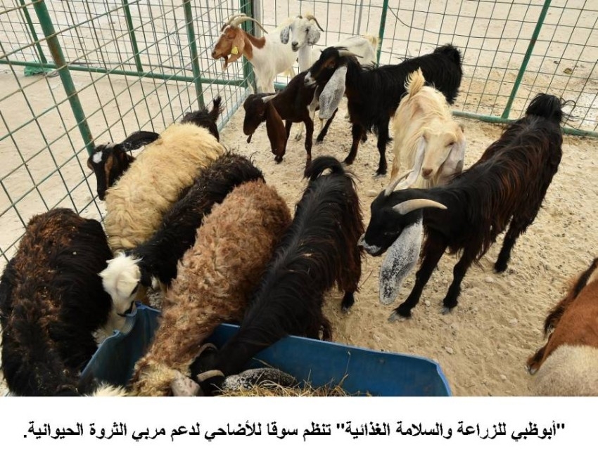 3.5 مليون رأس حجم الثروة الحيوانية في أبوظبي خلال 2020