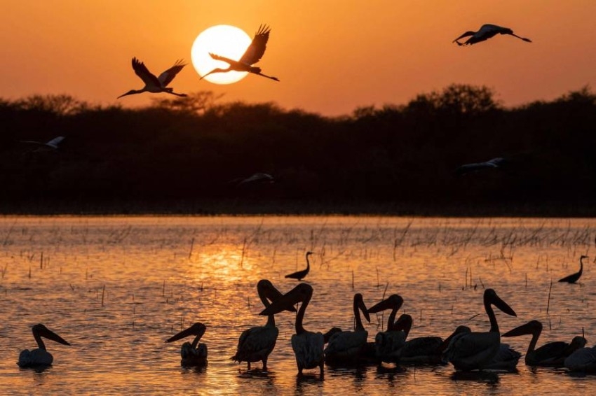 محمية الدندر.. 10 آلاف كم حاضنة للطيور المهاجرة في السودان