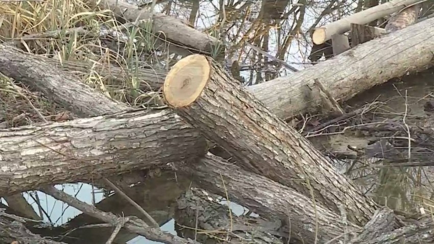 يقطع 150 شجرة ليحظى بإطلالة على النهر