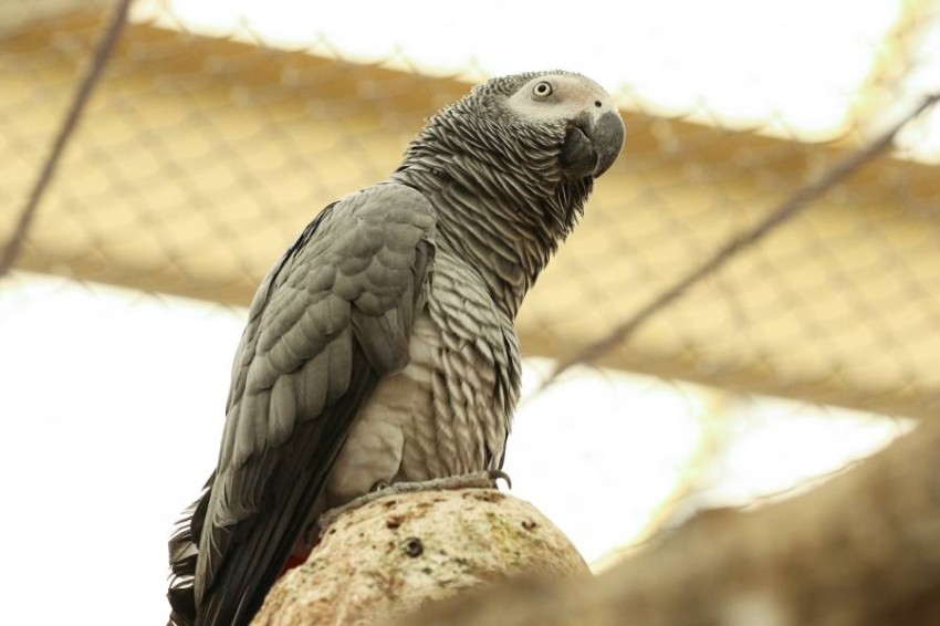 645 مولوداً لحيوانات مهددة بالانقراض بحديقة «العين»