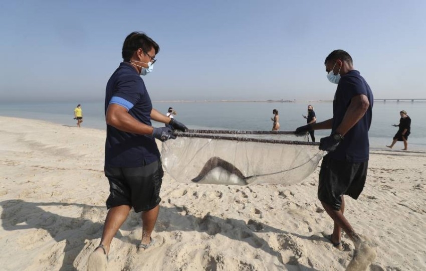 أسماك قرش السجاد تغادر برك جزيرة النخلة إلى الخليج العربي