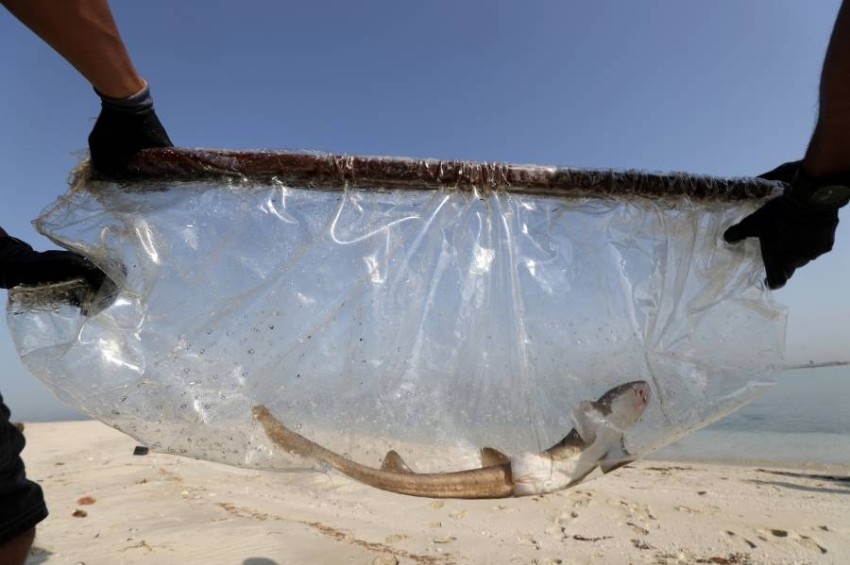 أسماك قرش السجاد تغادر برك جزيرة النخلة إلى الخليج العربي