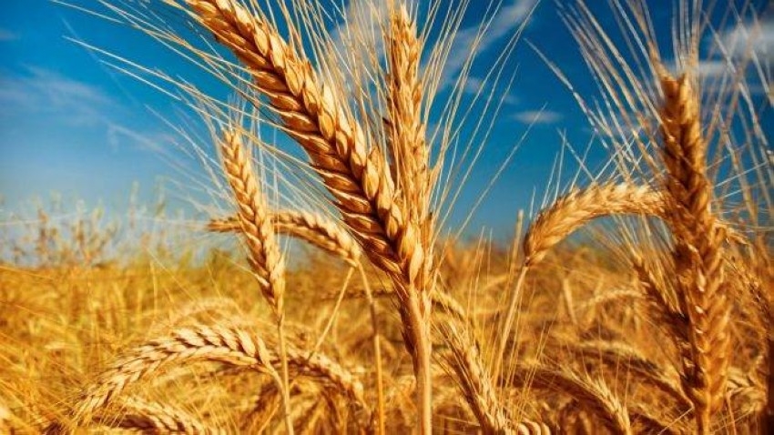 القمح.. مكافح الجوع الأول في العالم