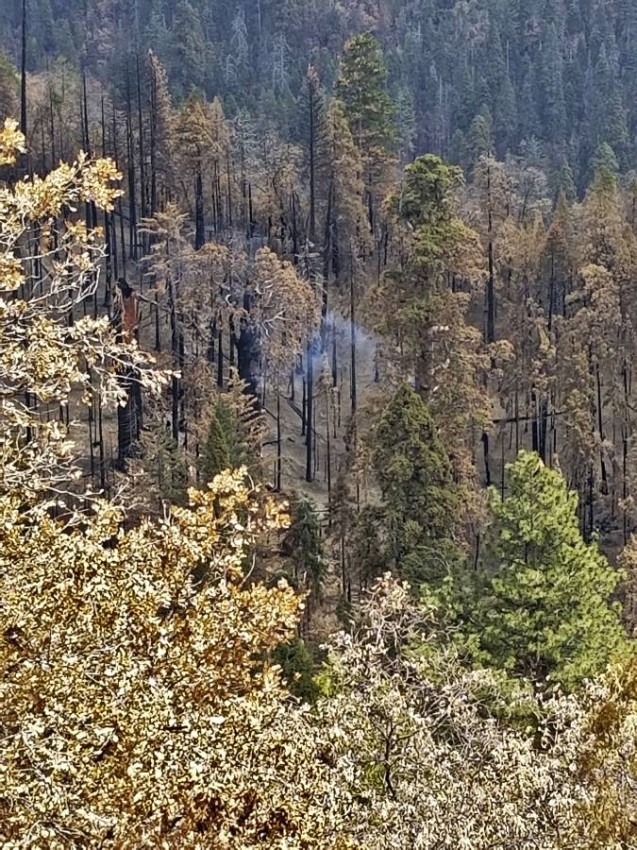 الدخان يتصاعد من شجرة سيكويا في كاليفورنيا منذ أغسطس 2020