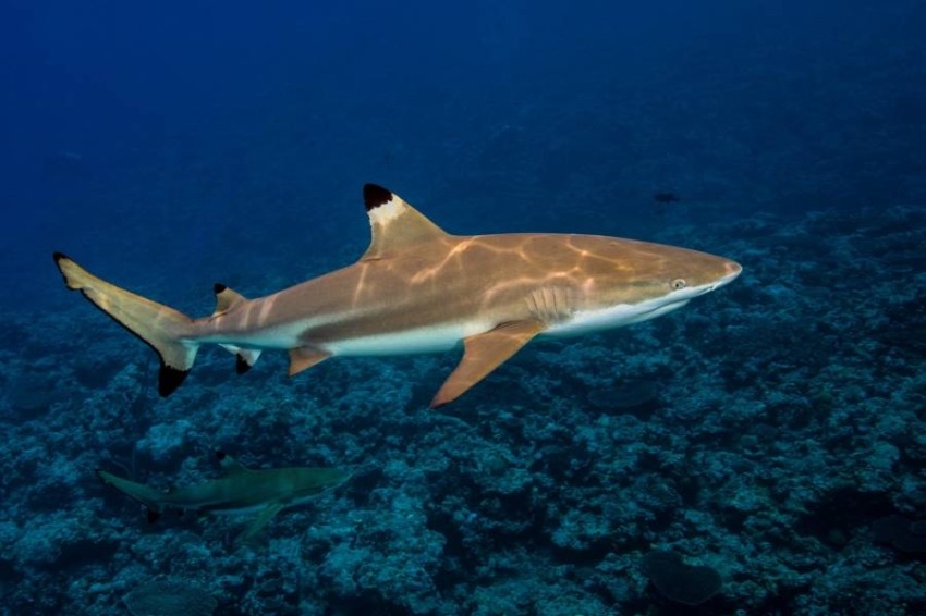 دراسة: أسماك القرش تحدد اتجاهاتها بـ«جي بي إس» خاص
