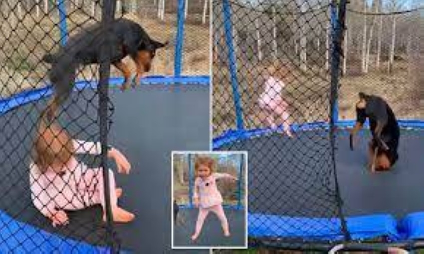 بالفيديو.. كلب يقفز و«يتشقلب» ويلعب الترامبولين مع صاحبته