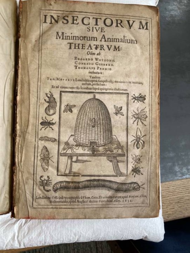 العثور على فراشة عمرها 400 عام بين صفحات كتاب تاريخي