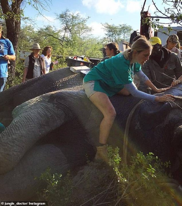 «طبيبة الغابة» تنقذ الأفيال ضحايا الألغام بأرجل صناعية