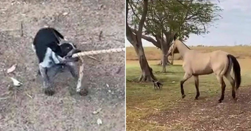 بالفيديو.. كلب يقود حصاناً في نزهة بمزرعة أسترالية