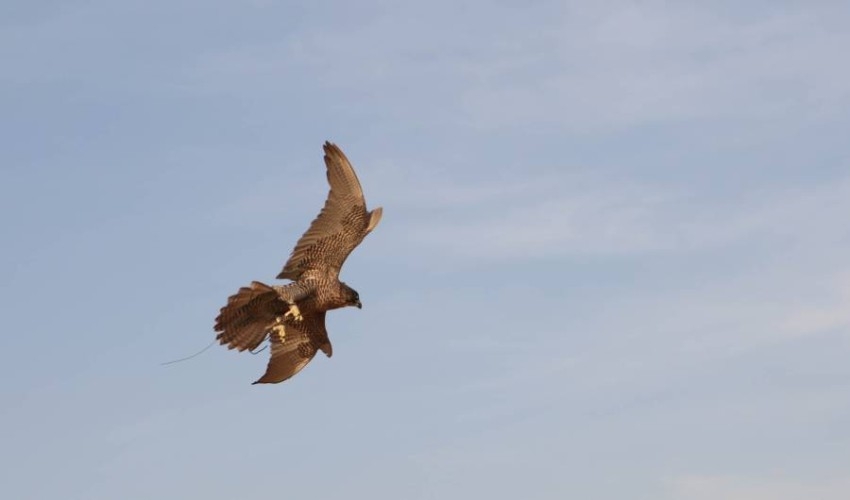 «أبوظبي للصيد» يُطلق مُسابقة «أجمل القصائد في وصف الطير والمقناص»