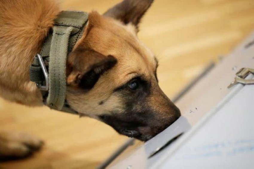 دراسة: الكلاب يمكنها الكشف عن «كورونا» في المطار