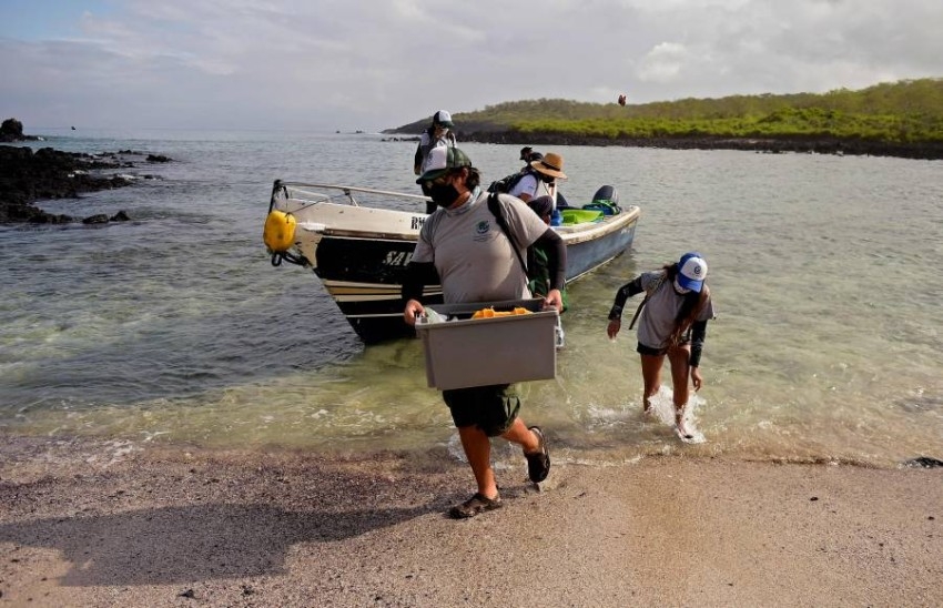 مراقبة أسماك القرش وسباق مع السلاحف للحفاظ على الأنواع الرمزية في جزر غالاباغوس