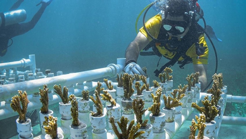 الشعب المرجانية لمكافحة أضرار التغير المناخي