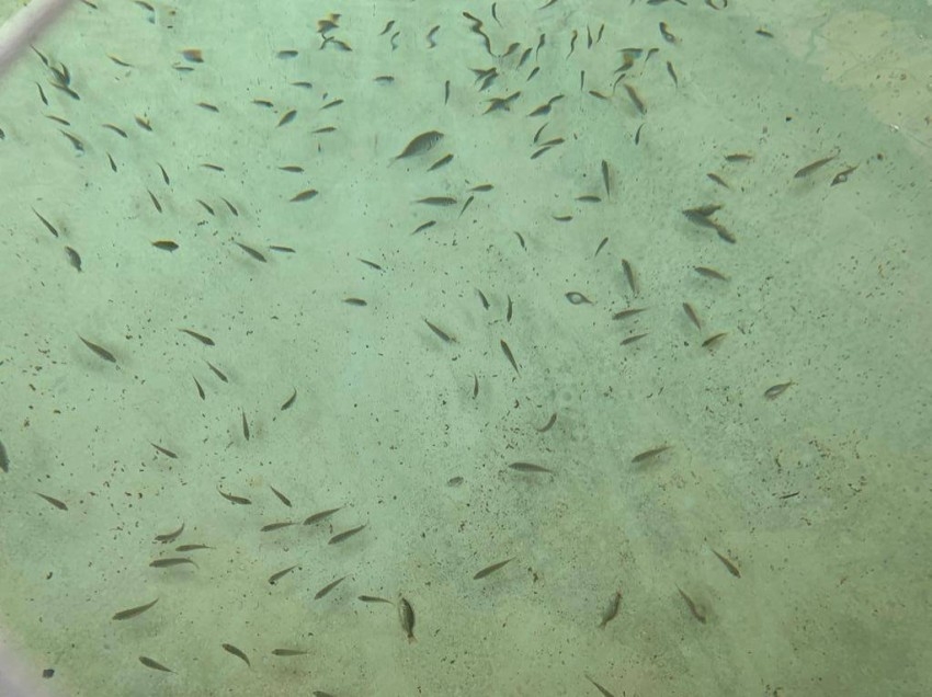 جمعية الصيادين في أم القيوين: «حاضنات أمهات الأسماك» ستسهم في زيادة المخزون السمكي