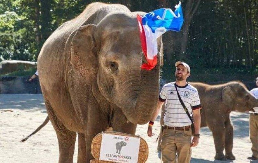 الفيل «ياشودا» يتوقع فوز فرنسا على ألمانيا