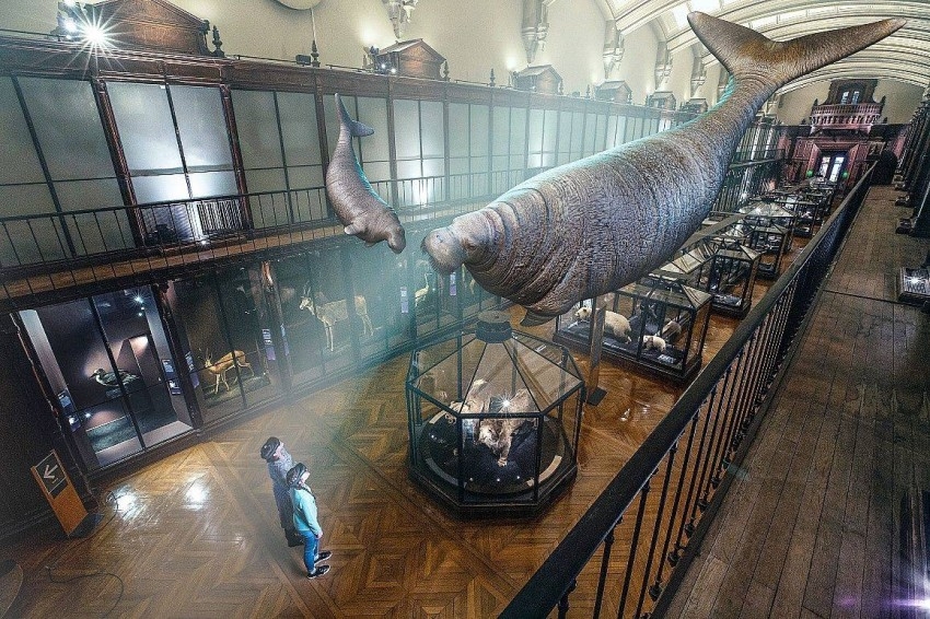 متحف في باريس يعيد 11 نوعاً منقرضاً من الحيوانات بـ«الواقع المعزز»