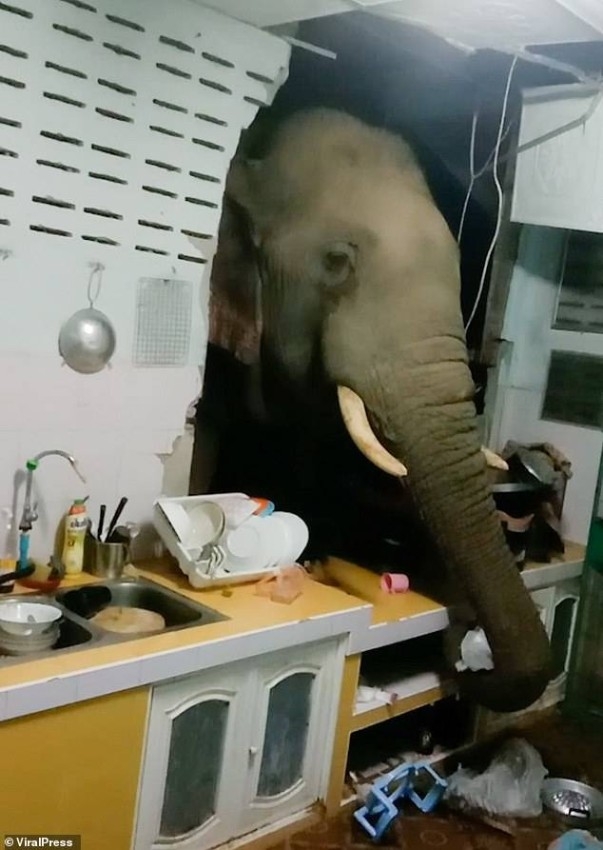 فيل جائع يقتحم مطبخ عائلة ويسرق الأرز