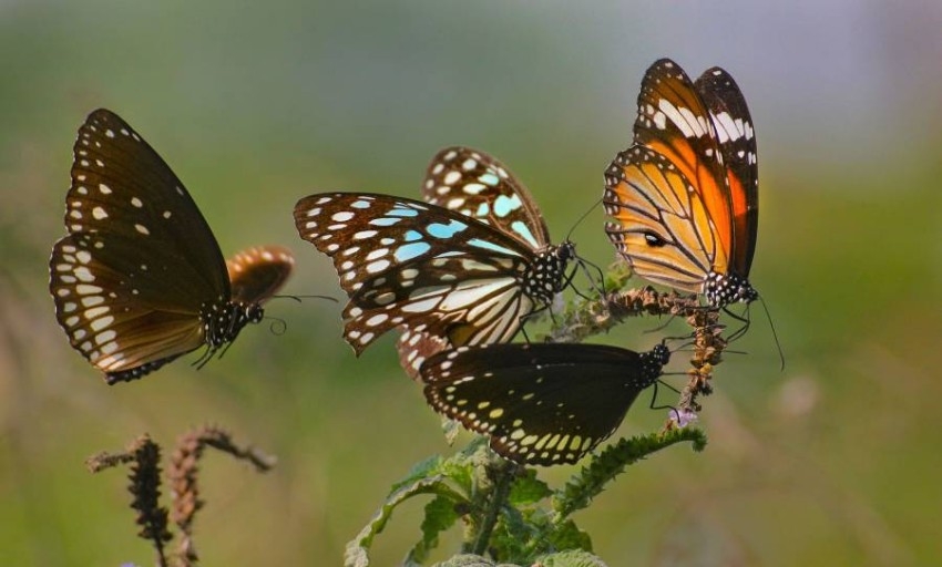 كولومبيا تحتضن أكبر عدد من الفراشات في العالم
