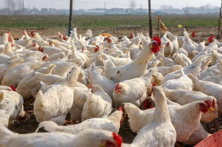«خوفاً من الإنفلونزا».. دولة أفريقية تعدم 4500 دجاجة