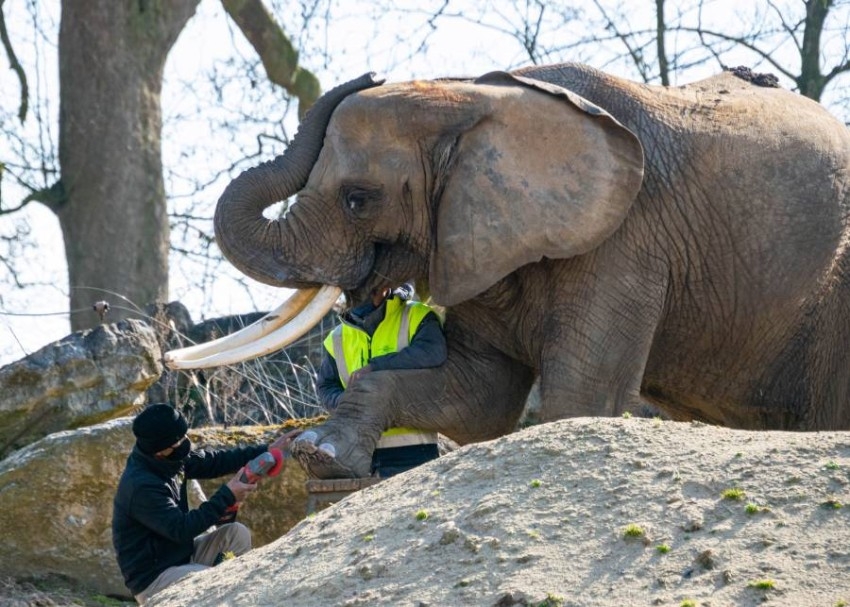 جلسة مانيكير وباديكير للفيلة في حديقة حيوان بلجيكا