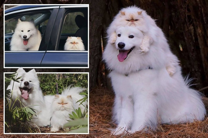 ابتسامة كلب وعبوس قط تحولهما لنجمي سوشيال ميديا