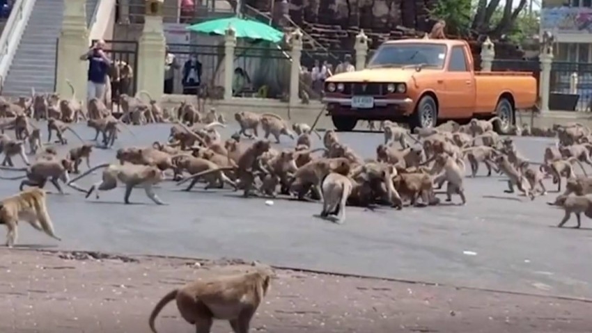 بالفيديو.. معركة شوارع بين مئات القرود في تايلاند بسبب الطعام
