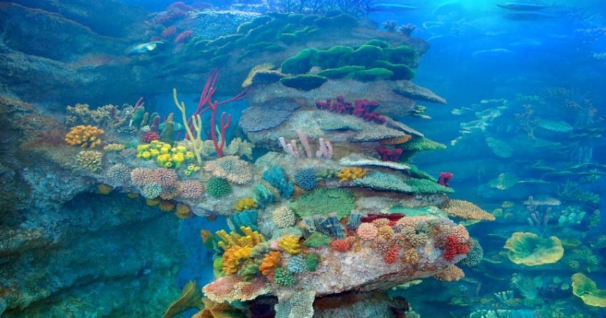 «مربى الأحياء المائية بالشارقة».. يحمي الكائنات البحرية وينعش السياحة