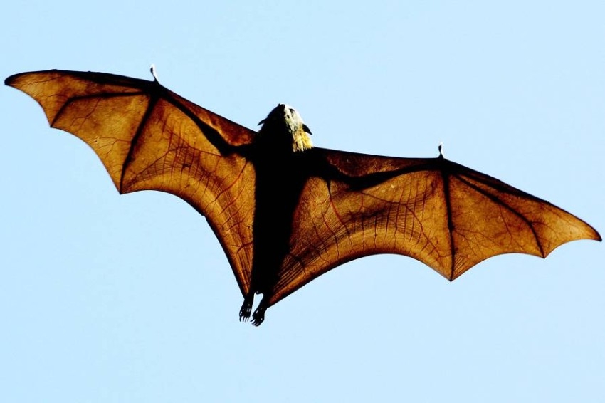 هل تختزن الخفافيش أسرار مكافحة الشيخوخة؟