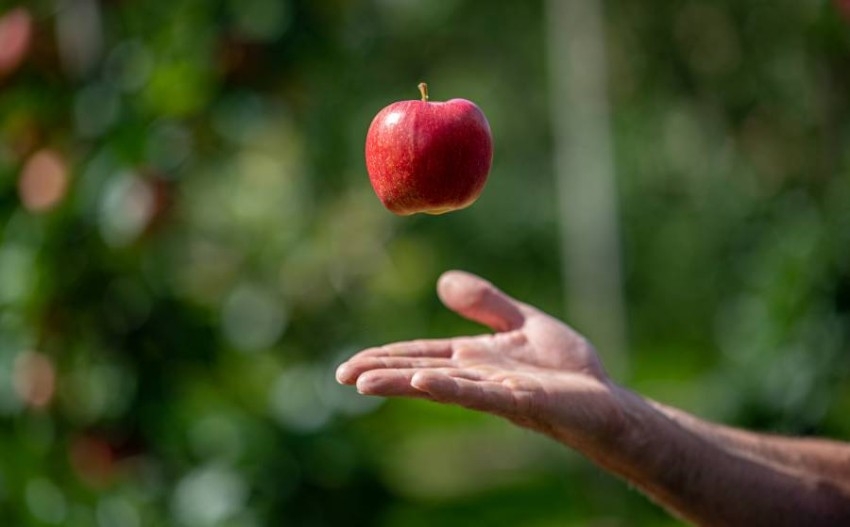 «عام الفواكه».. كيف تسعى الأمم المتحدة لدعم السلم عبر الغذاء؟