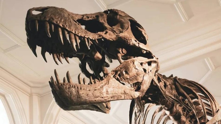 اكتشاف أول بقايا لديناصور من العصر الجوراسي في نصف الكرة الجنوبي