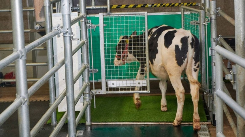 علماء ألمان يبتكرون طريقة جديدة للتخفيف من تلوث الماشية