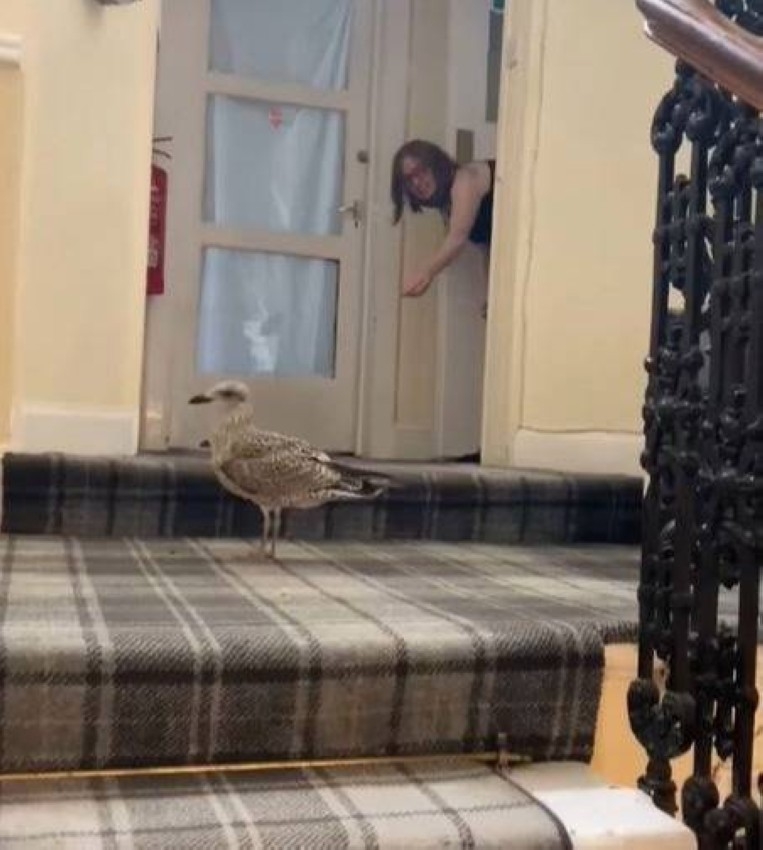 طيور النورس تقتحم البيوت وتخطف الطعام في اسكتلندا