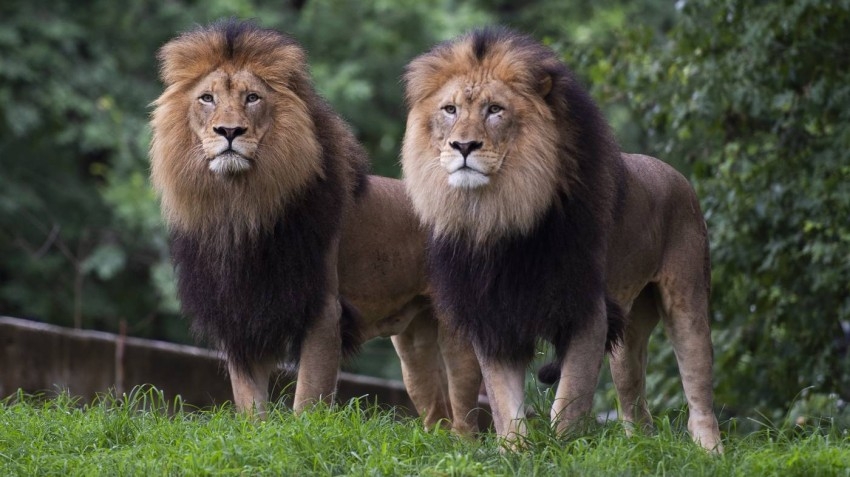 9 أسود ونمور مصابة بكوفيد في حديقة حيوانات واشنطن