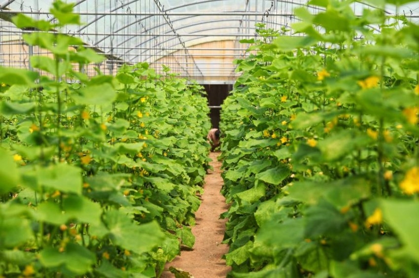 «أبوظبي للزراعة»: فرص للاستثمارات الزراعية في 17 قطاعاً