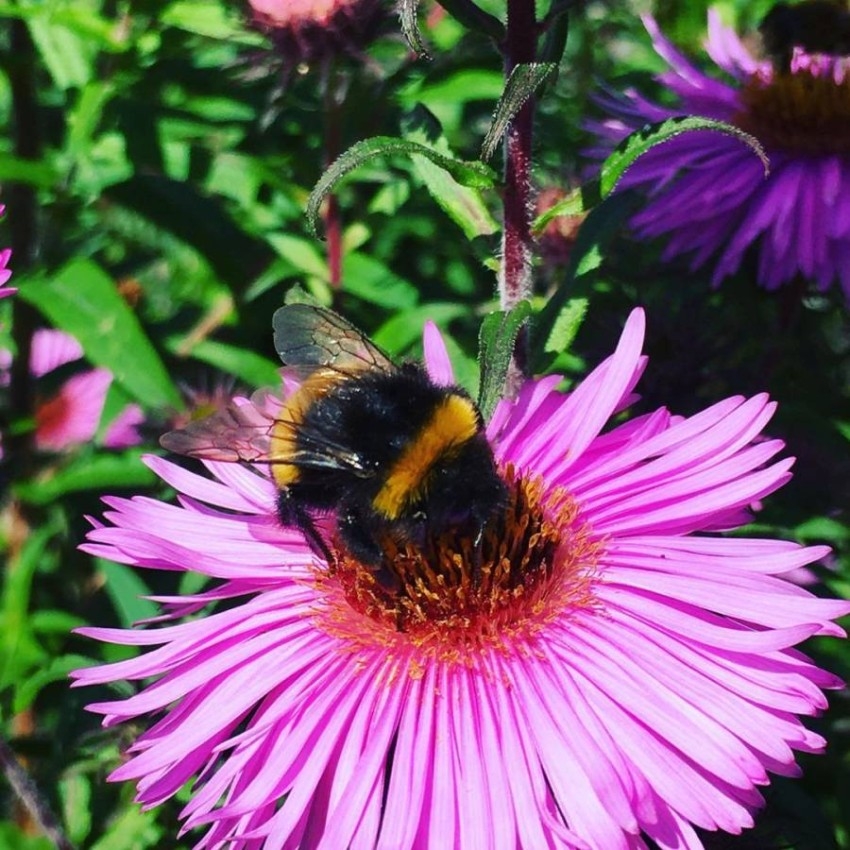 دراسة: النحل يغري النباتات لإفراز الروائح بشحنات كهربائية