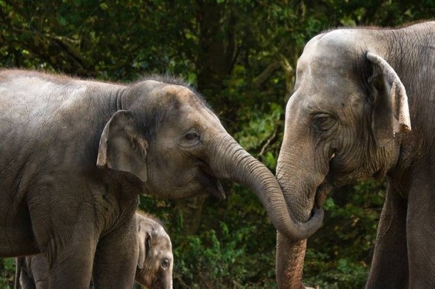 دراسة: الشقيقة الكبرى أكبر فائدة من الذكور.. في الأفيال