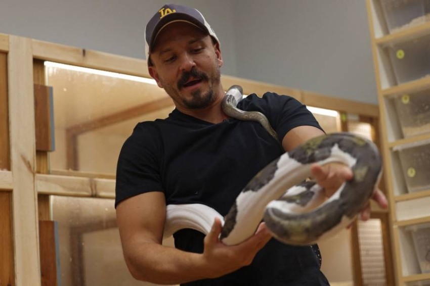 سعودي يحوّل ثعابين ضخمة إلى حيوانات أليفة تشاركه منزله