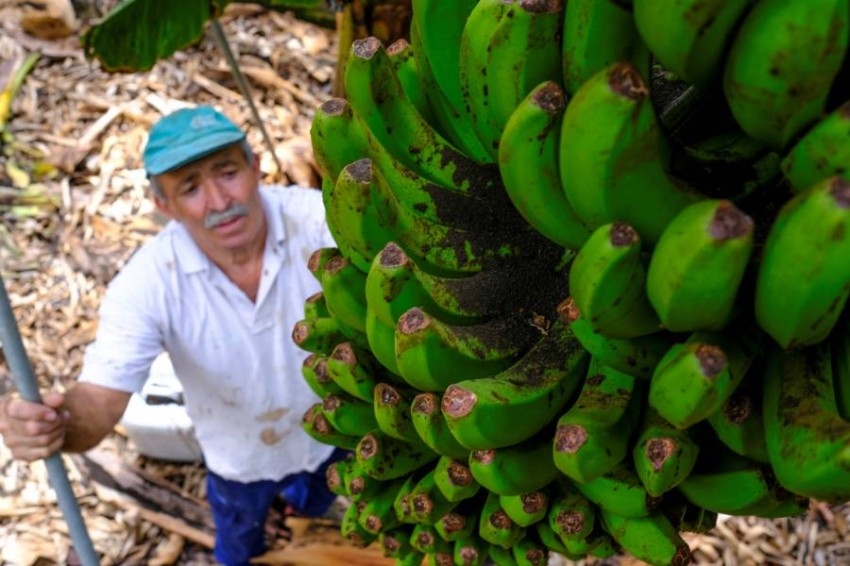 «بركان الكناري» يهدد صناعة الموز.. المورد الاقتصادي الرئيسي في لابالما