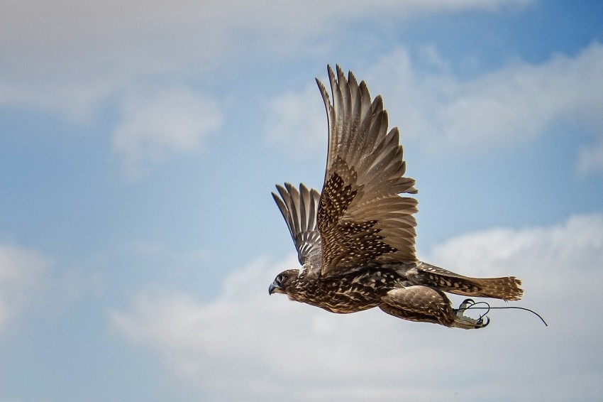 «صندوق محمد بن زايد للمحافظة على الطيور الجارحة» يُنقذ صقور منغوليا