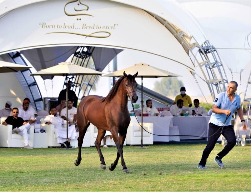 مزاد دبي للخيول العربية يواكب نجاحات إكسبو 2020