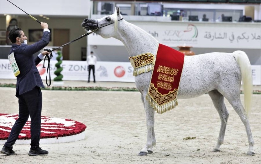 مربط دبي للخيول يكتسح بطولة الشارقة للسلالة المصرية