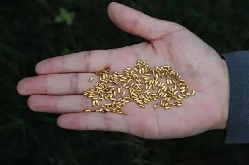 يرمي 1000 حبة أرز ذهبية للتوعية بـ«إهدار الطعام»